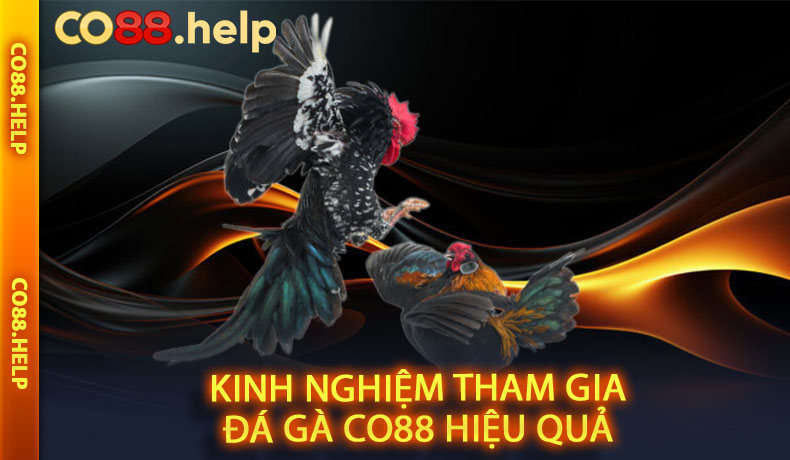 Kinh nghiệm tham gia Đá gà CO88 hiệu quả
